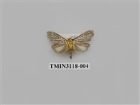 藏品(螟蛾222)的圖片